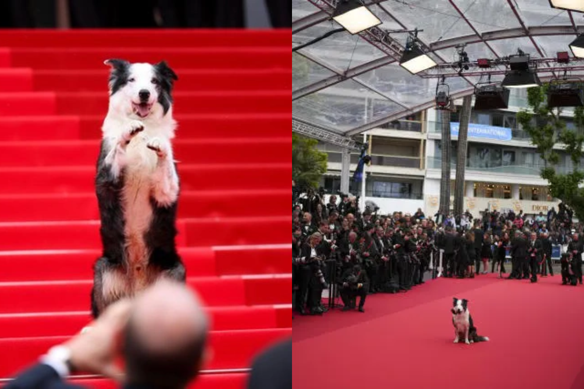 ¿Primera estrella en caminar por la alfombra roja de Cannes 2024 con cuatro patas?